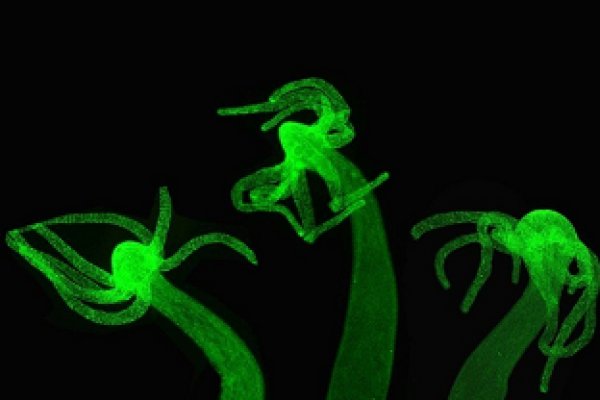 Kraken зеркало krakens13 at