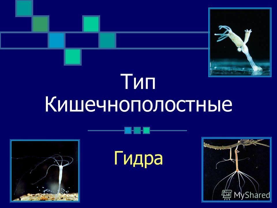 Кракен маркетплейс kraken clear com